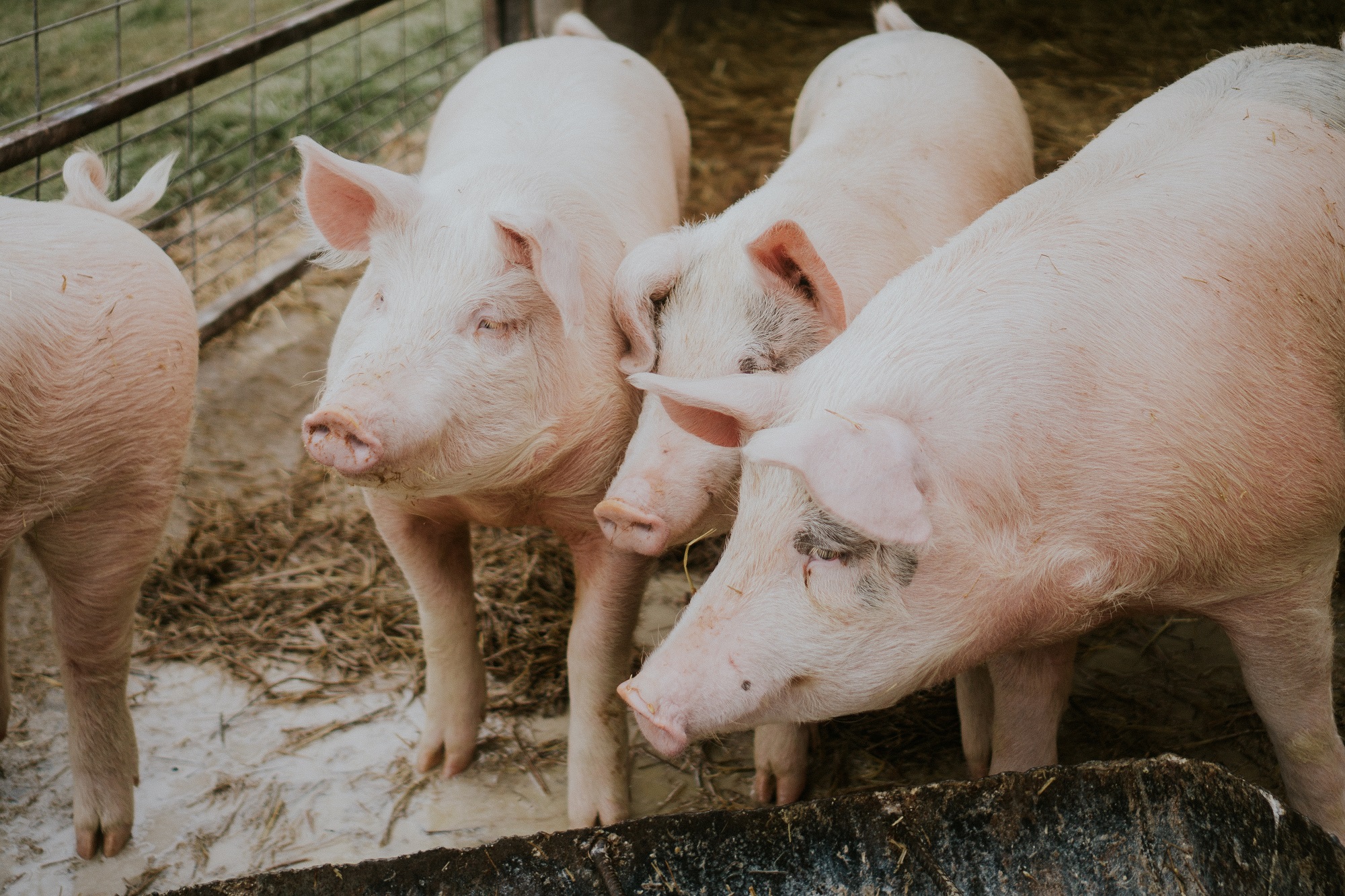 Un primer plano selectivo de cerdos rosados en un granero