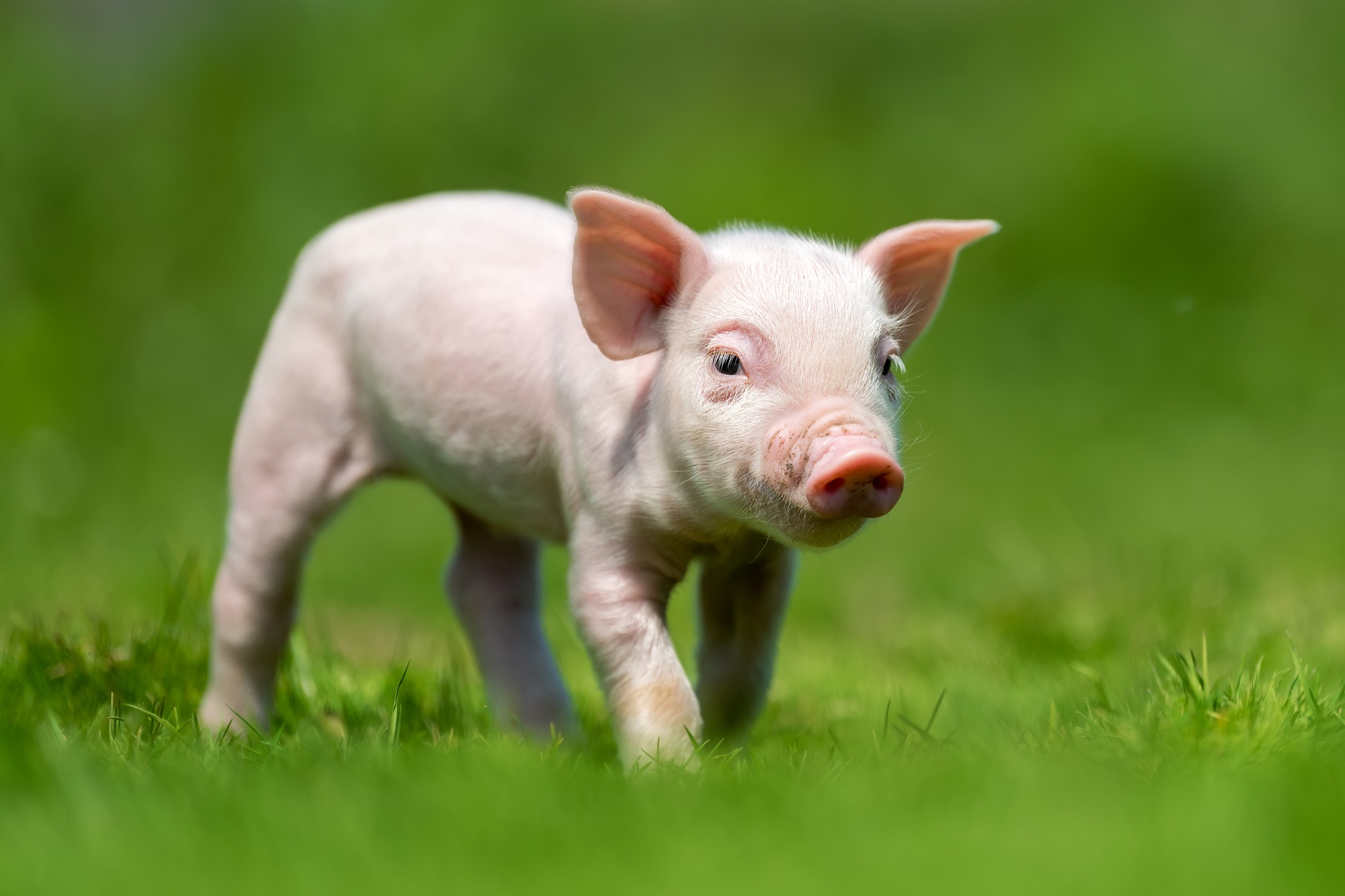 Newborn piglet on spring green grass on a farm
